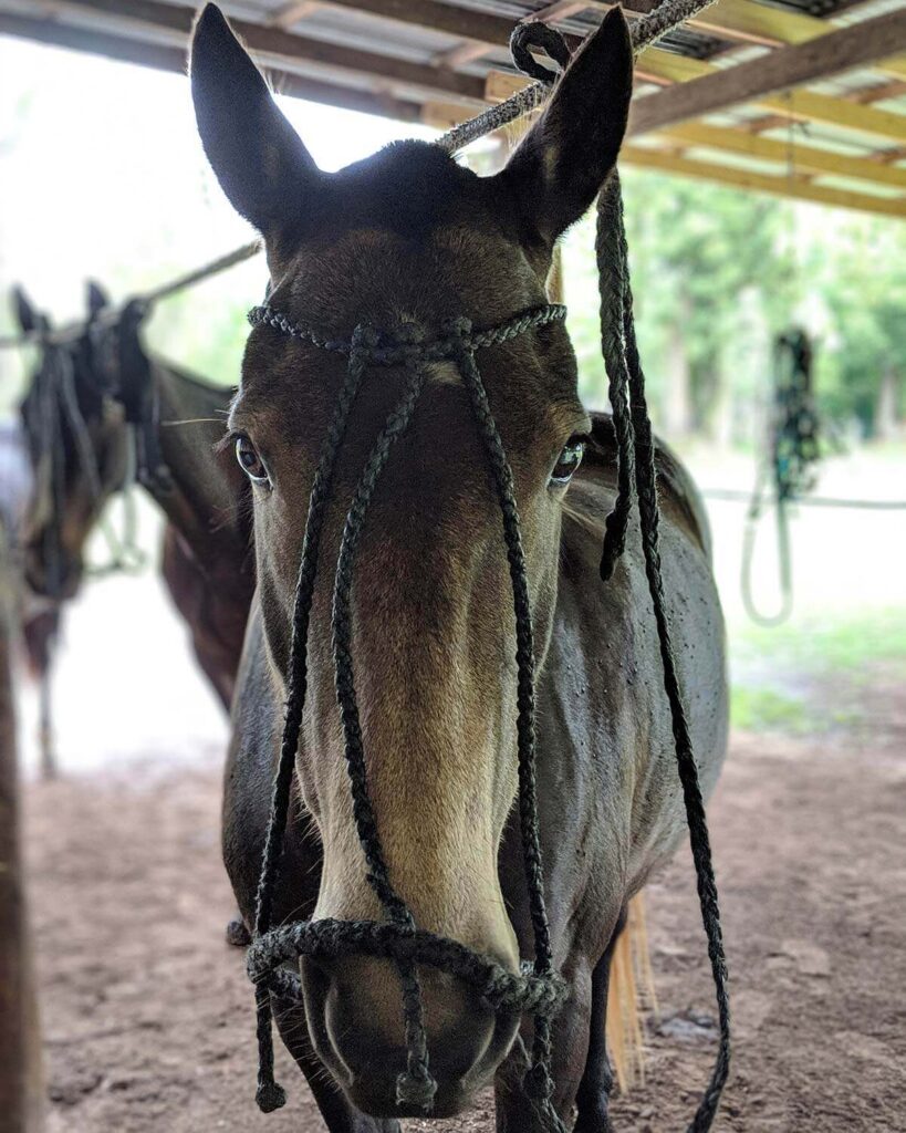 Nutria polo ponies Nutria polo ponies