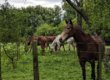 Nutria polo ponies