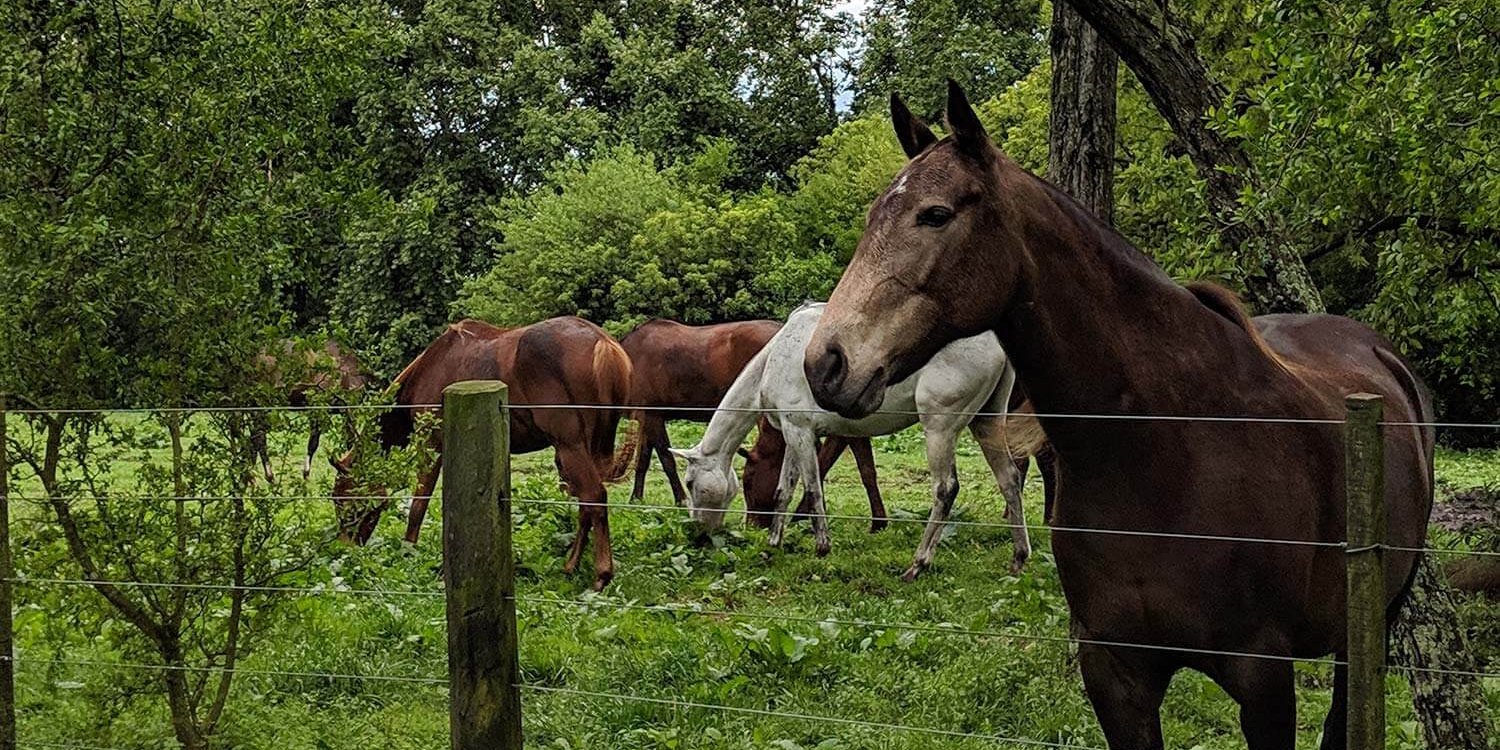 Nutria polo ponies