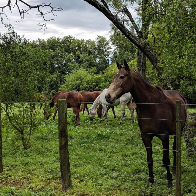 Nutria polo ponies