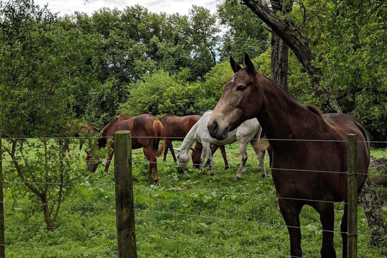 Nutria polo ponies