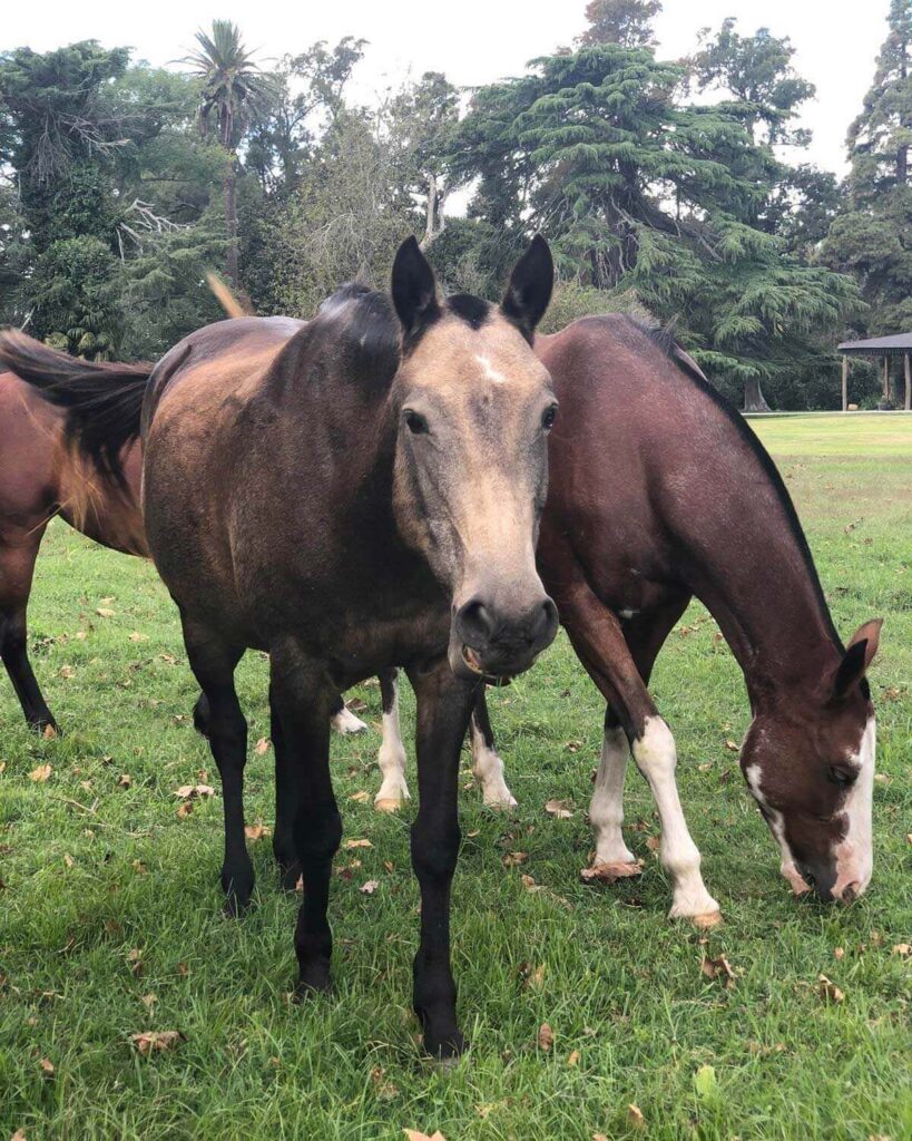 Nutria polo ponies Nutria polo ponies