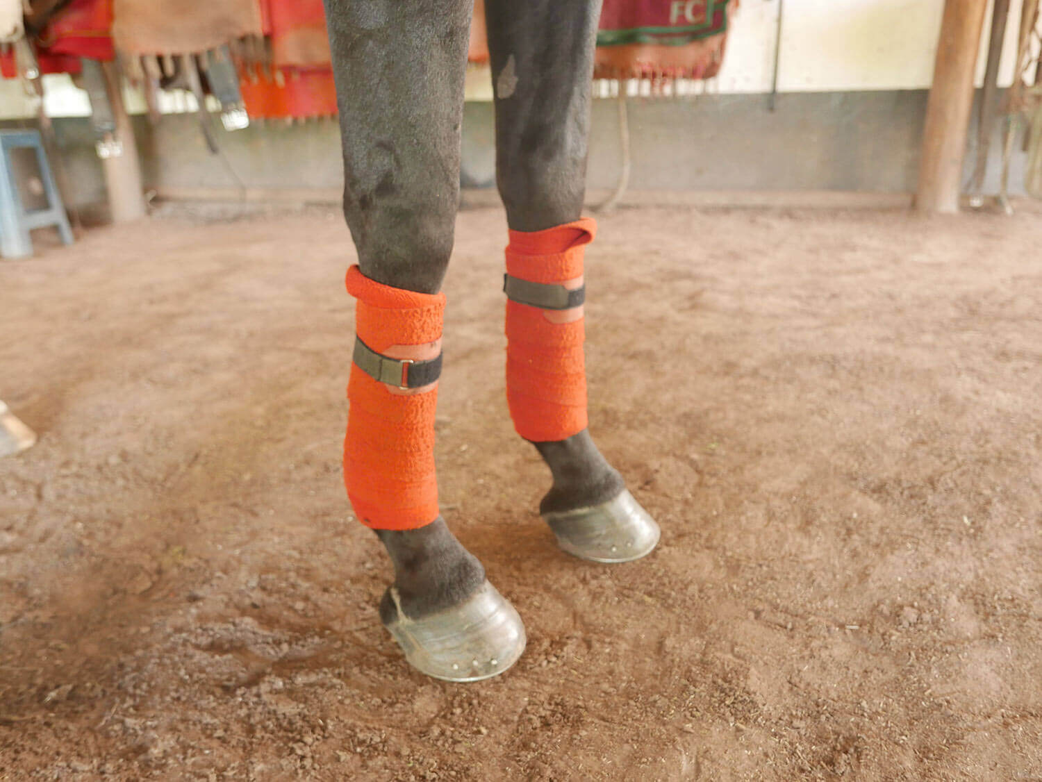 POLO GEAR: EQUIPMENT FOR HORSE & RIDER