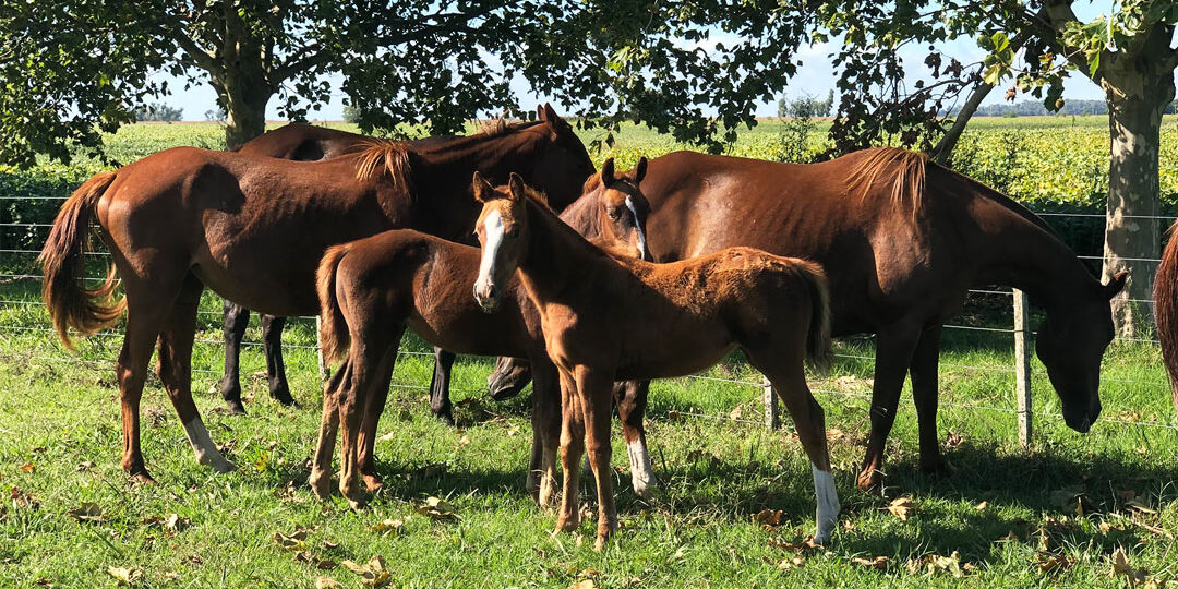 horses-foals-polo-argentino-breed What Makes the Polo Argentino Horse Breed So Special?