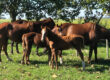 What Makes the Polo Argentino Horse Breed So Special?