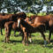 What Makes the Polo Argentino Horse Breed So Special?