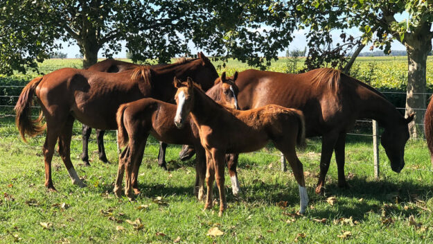 What Makes the Polo Argentino Horse Breed So Special?