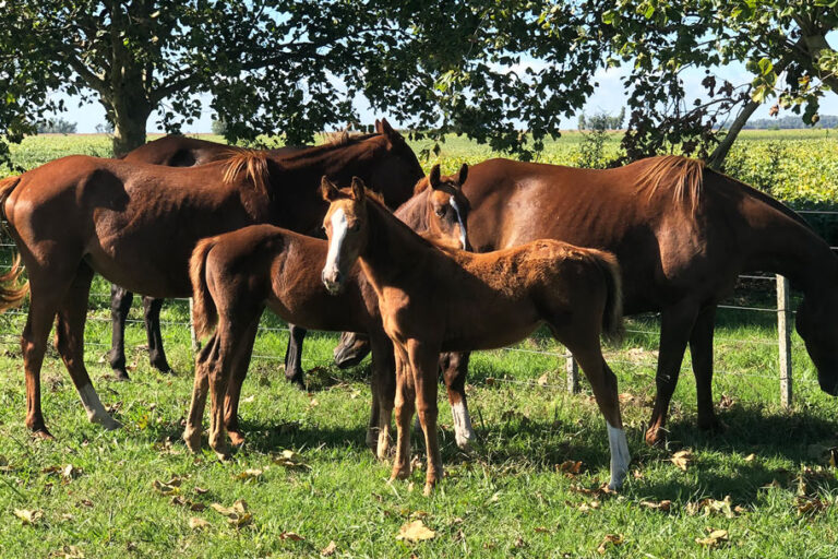 What Makes the Polo Argentino Horse Breed So Special?
